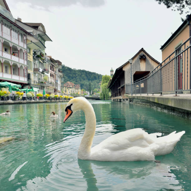 лебедь в городе тун и река в ааре, швейцария - berne berne canton aare river switzerland стоковые фото и изображения