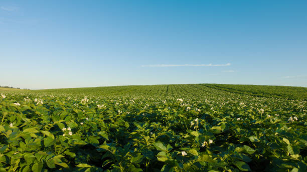 istock Potato field and sky at beautiful day. 831665882
