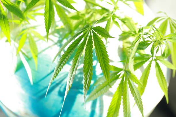 istock Cannabis on the background of the globe 831675198