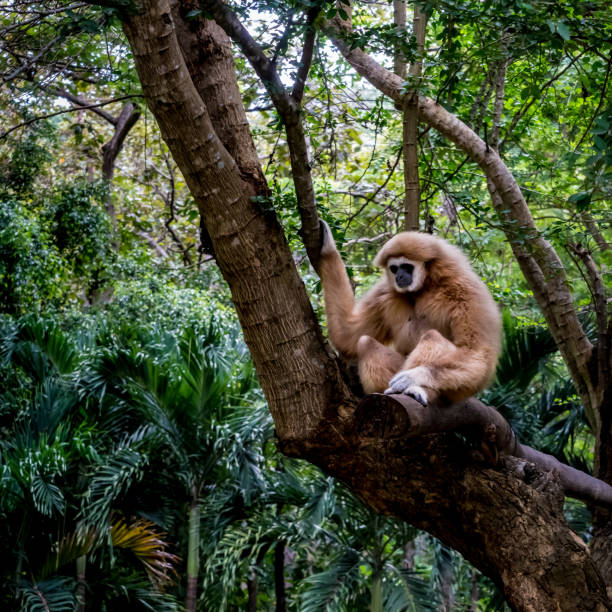 istock Brown gibbon sitting on the rock 831676348