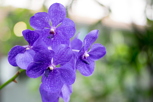 Close up beautiful nature orchid Vanda blue