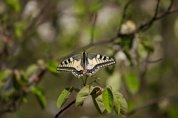 istock Butterfly mahaon closeup 831678988