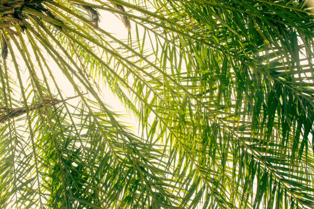 green leaf date palm nature abstract texture background