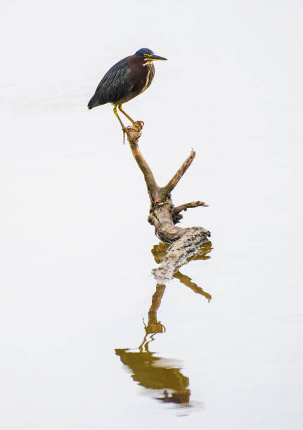 istock Green heron Butorides virescens 831680014