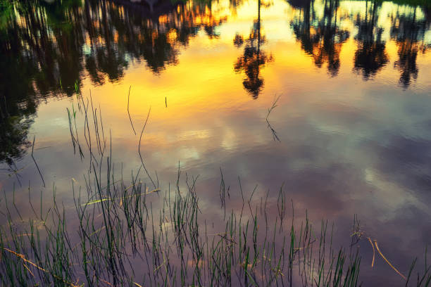 istock Sunset in the summer on the lake 831682696