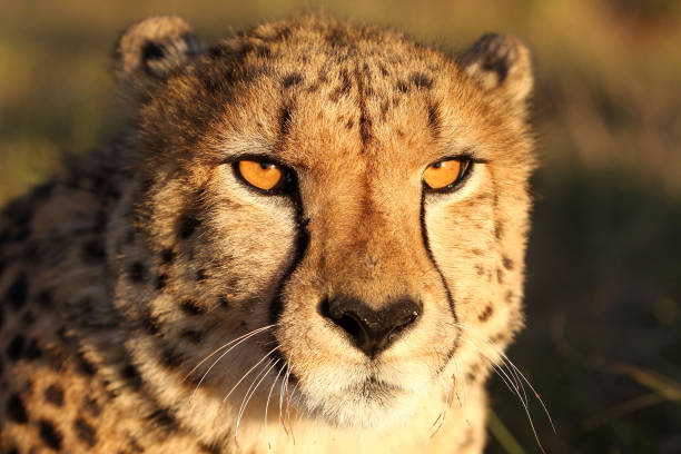 istock A close up of a cheetah 831683170
