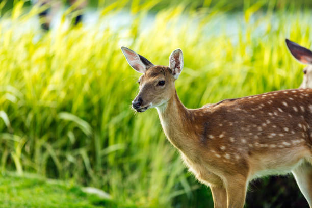 istock beautiful young brown deer looking at camera outdoors 831684506