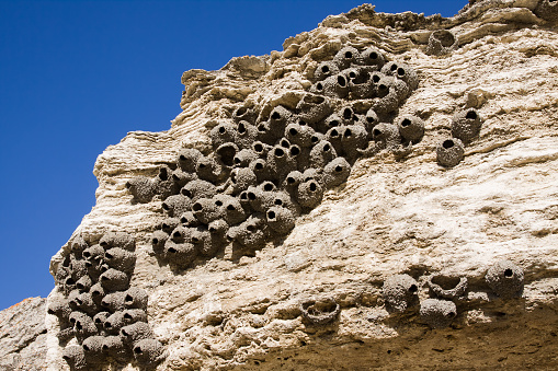 Cliff Swallow mud nests Of Yellowstone National Park.