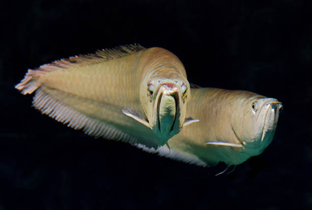 istock Silver arowana, Osteoglossum bicirrhosum 831700810