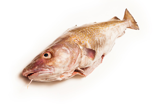 Cod Fish Stock Photo Atlantic Cod Fish Stock Photo - Download Image Now - Cod, Coding, Fish ...