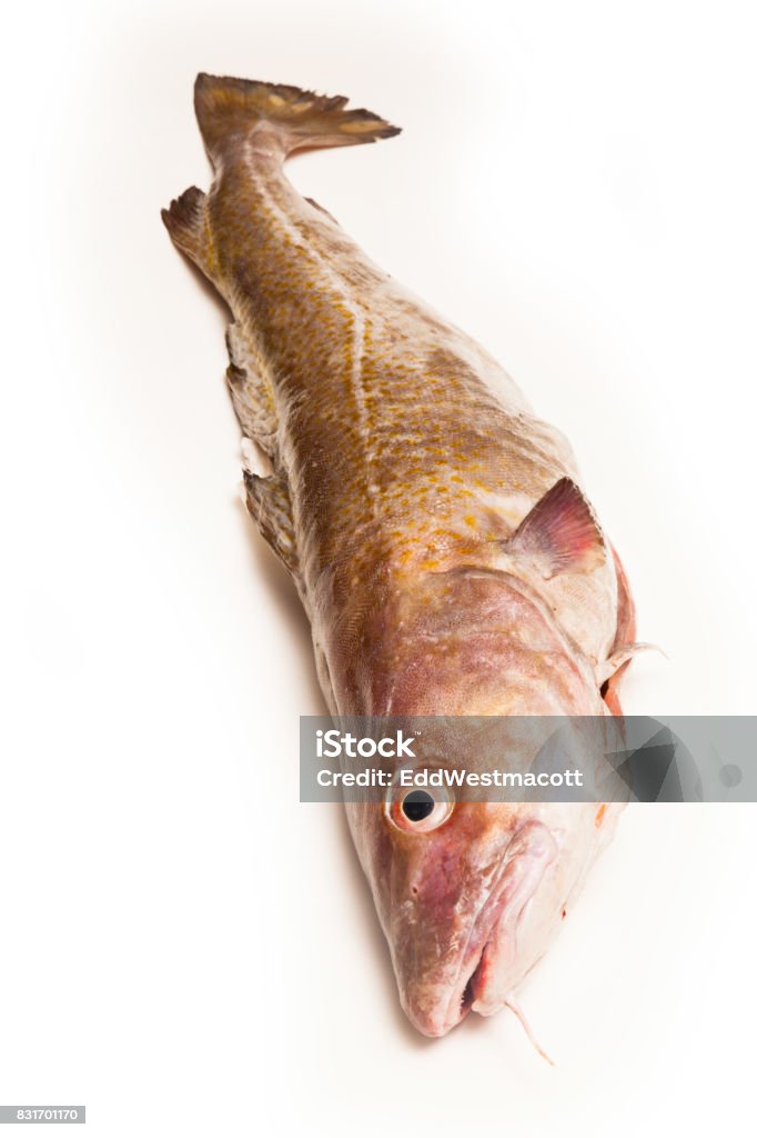 Cod File Fish. Atlantic Atlantic Cod Fish Stock Photo - Download Image Now - Cod, Coding, Fish ...