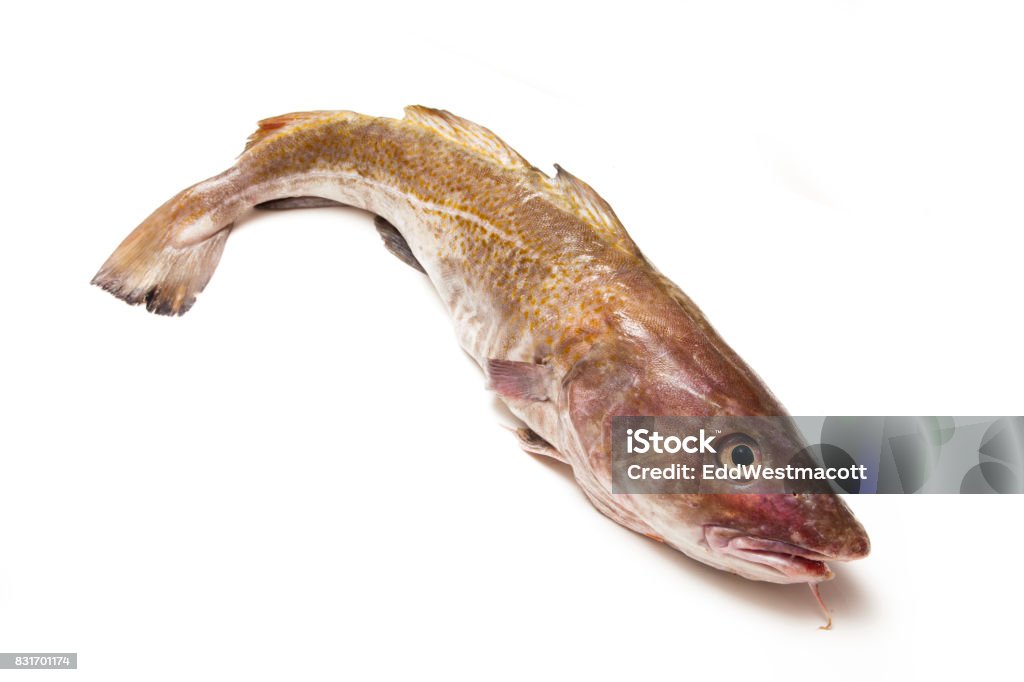 Atlantic Cod Fish Stock Photo - Download Image Now - Cod, Coding, Fish ...