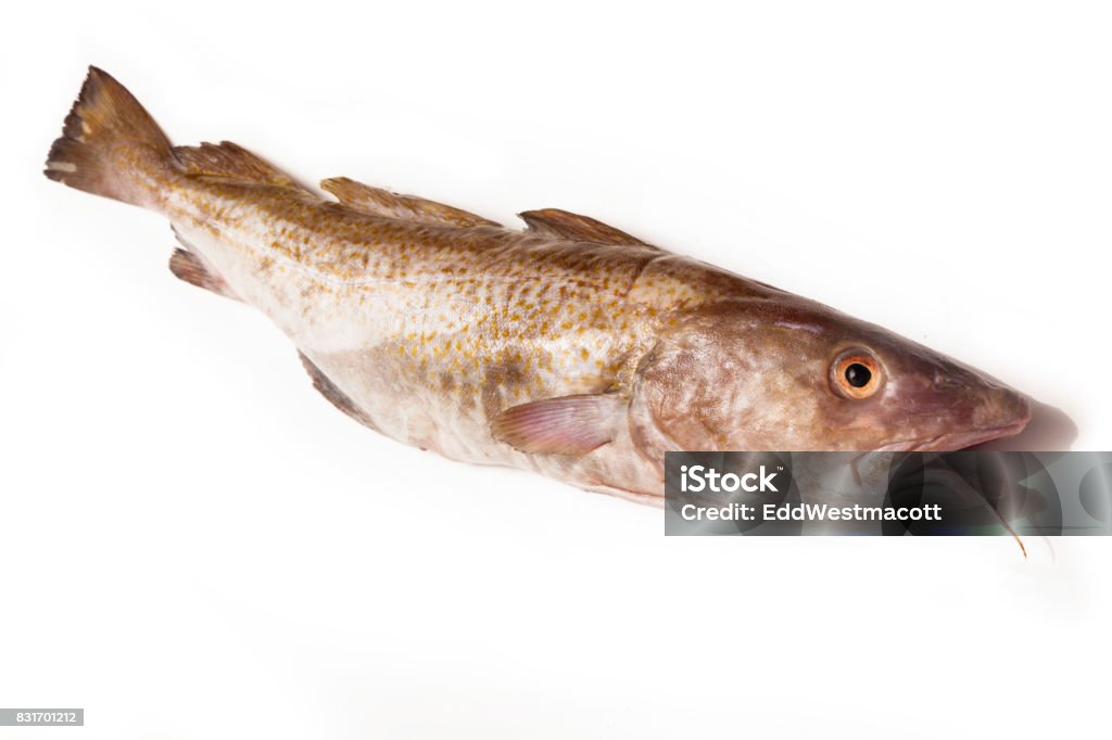 Atlantic Cod Fish Stock Photo - Download Image Now - Cod, Coding, Fish ...