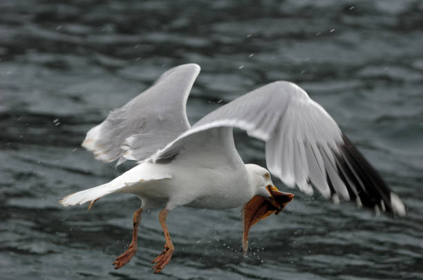 istock Herring Gull fishing (Larus argentatus) 831707546