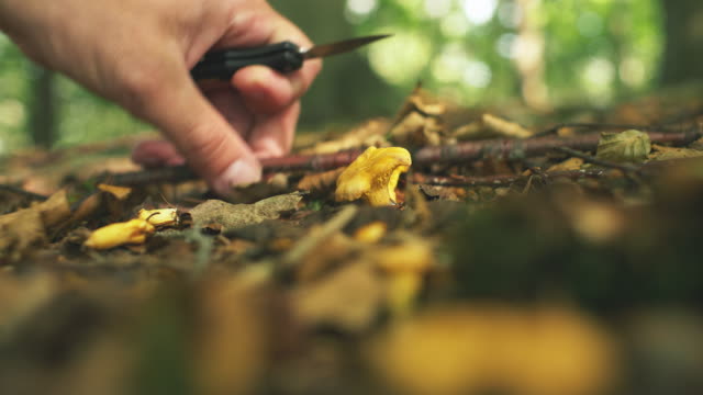 Picking Wild Chanterelle Mushrooms in Sunny Forest