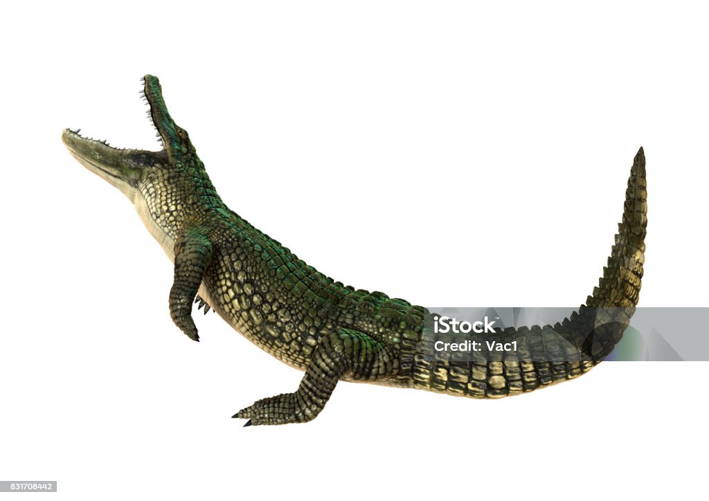 3D Rendering American Alligator on White 3D rendering of a green American alligator isolated on white background Alligator Stock Photo