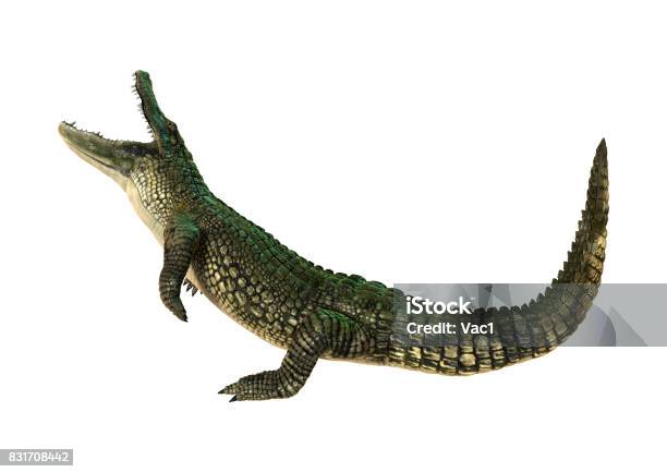 3d Rendering American Alligator On White Stock Photo - Download Image Now - Alligator, Cut Out, Three Dimensional