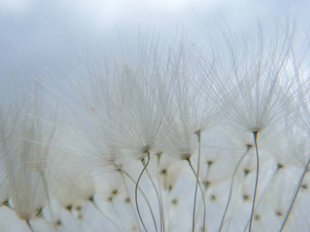 istock The end of the dandelions 831709036