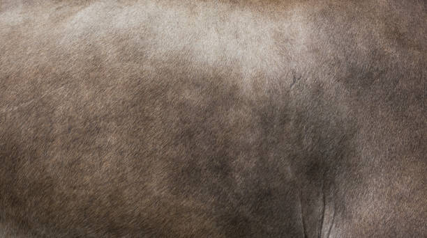 Fur of Appenzell Cow
