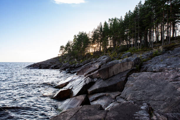 istock Pine trees on a sea stony shore in the evening light 831711552
