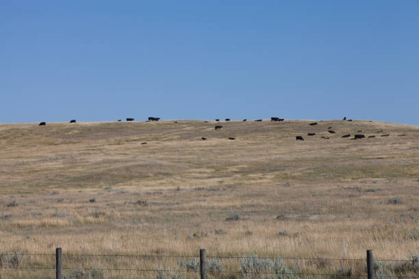 istock Cattle in the canadian prairies 831712500