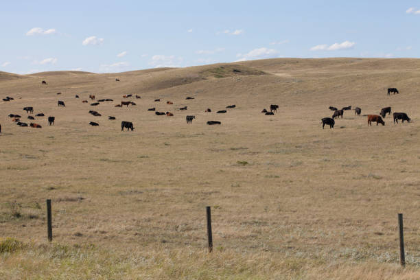 istock Cattle in the canadian prairies 831714646