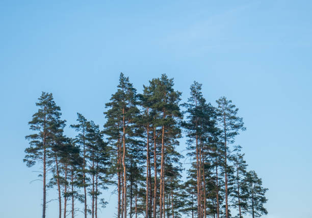 istock High coniferous trees with a blue sky in the background. Minimalistic background with copy space. 831715610