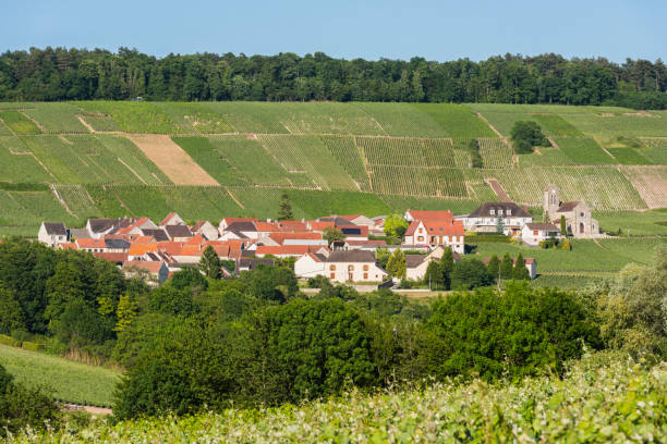 istock Leuvrigny Vineyards Champagne 831715848