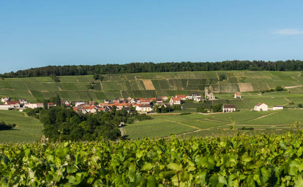 istock Leuvrigny Vineyards Vallee de la Marne 831720934