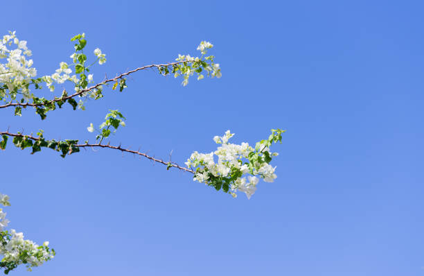 Beautiful white bougainvillea flower background. White flower wall for backdrop.