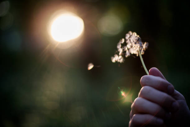 Person holding dandelion in hand blowing it away making a wish