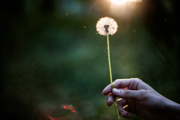 istock Person holding dandelion in hand 831724042