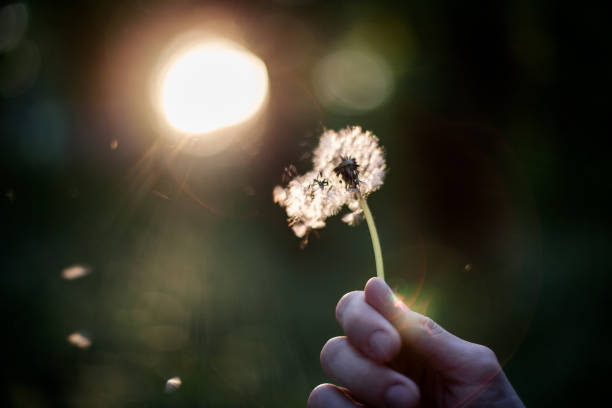 Person holding dandelion in hand blowing it away making a wish