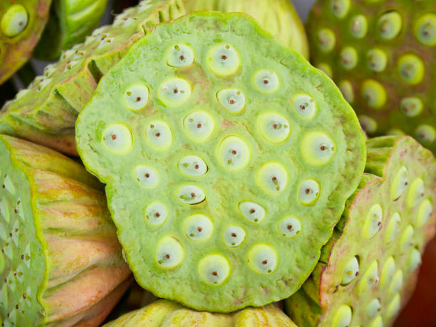 istock A bunch of lotus seed heads 831724478