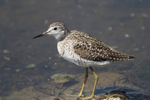 istock Wood sandpiper in water close up. 831724680