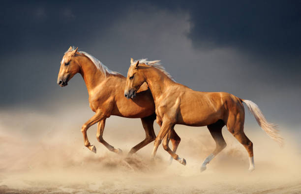 istock akhal-teke horse running in desert 831727286