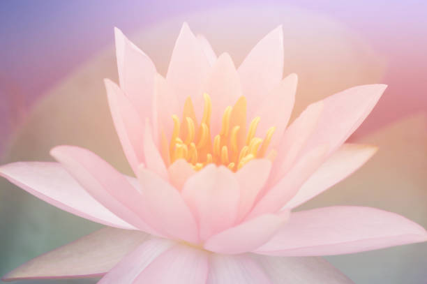 istock Lotus flowers in pastel colors 831727350