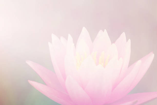 istock Lotus flowers in pastel colors 831727368