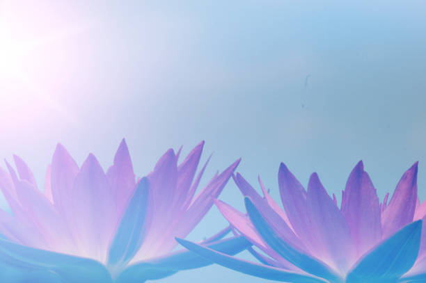 Lotus flowers in pastel colors sweet background
