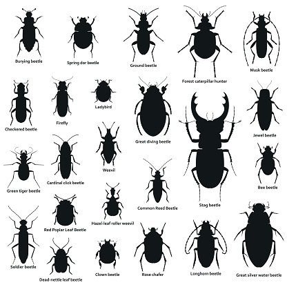 Silhouette insect set isolated on the white. Vector illustration.