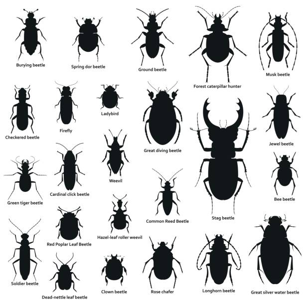 Silhouette insect set isolated on the white Silhouette insect set isolated on the white. Vector illustration. long horn beetle stock illustrations