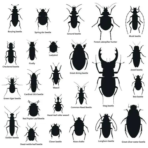 Vector illustration of Silhouette insect set isolated on the white