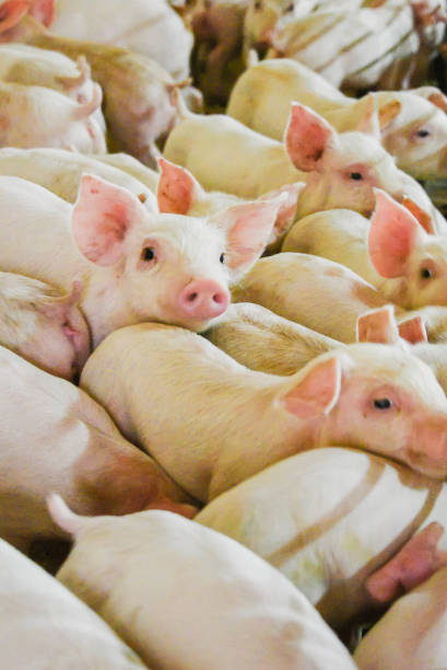 istock Wean to 60 lb. Pork Producers Pig Farm 831729050
