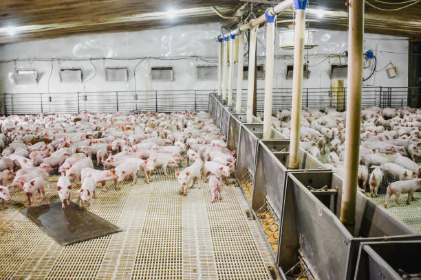 istock Wean to 60 lb. Pork Producers Pig Farm 831729052