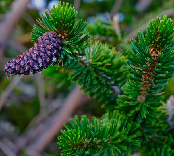 캘리포니아 bristlecone 소나무 콘 - bristlecone pine forest preserve 뉴스 사진 이미지