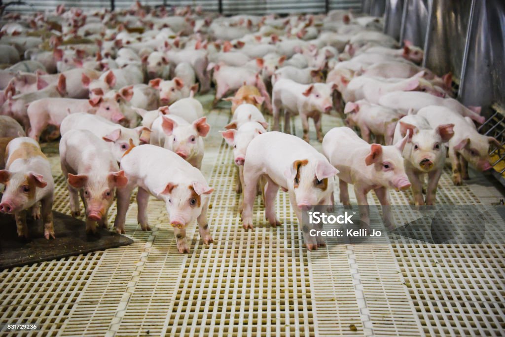 Wean to 60 lb. Pork Producers Pig Farm Pork Producers livestock barn with weaned pigs taking them from weaned weight to 60 lbs. Pig Stock Photo