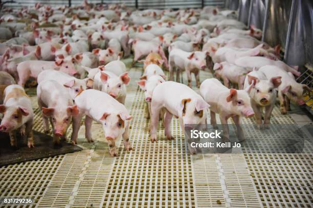 Wean To 60 Lb Pork Producers Pig Farm Stock Photo - Download Image Now - Pig, Farm, Piglet