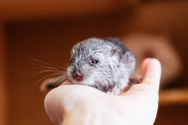 Newborn chinchilla is sitting on the palm of your hand Newborn chinchilla is sitting on the palm of your hand baby mice stock pictures, royalty-free photos & images