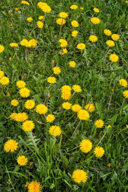 istock Flowers dandelions and grass as background. 831744588