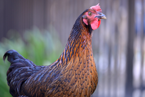 A very sharp rooster photo taken with a macro lens